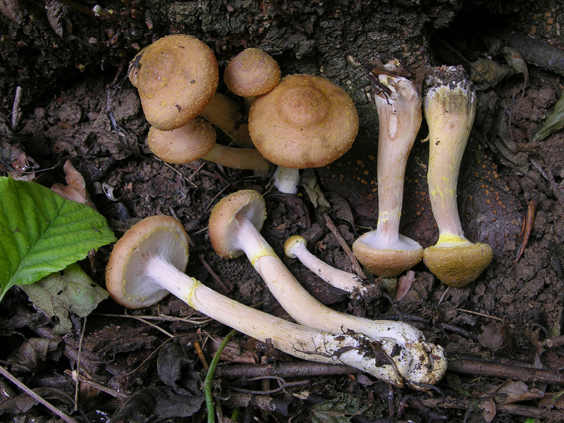 Un fosso......e una marea di funghi.(parte 3)